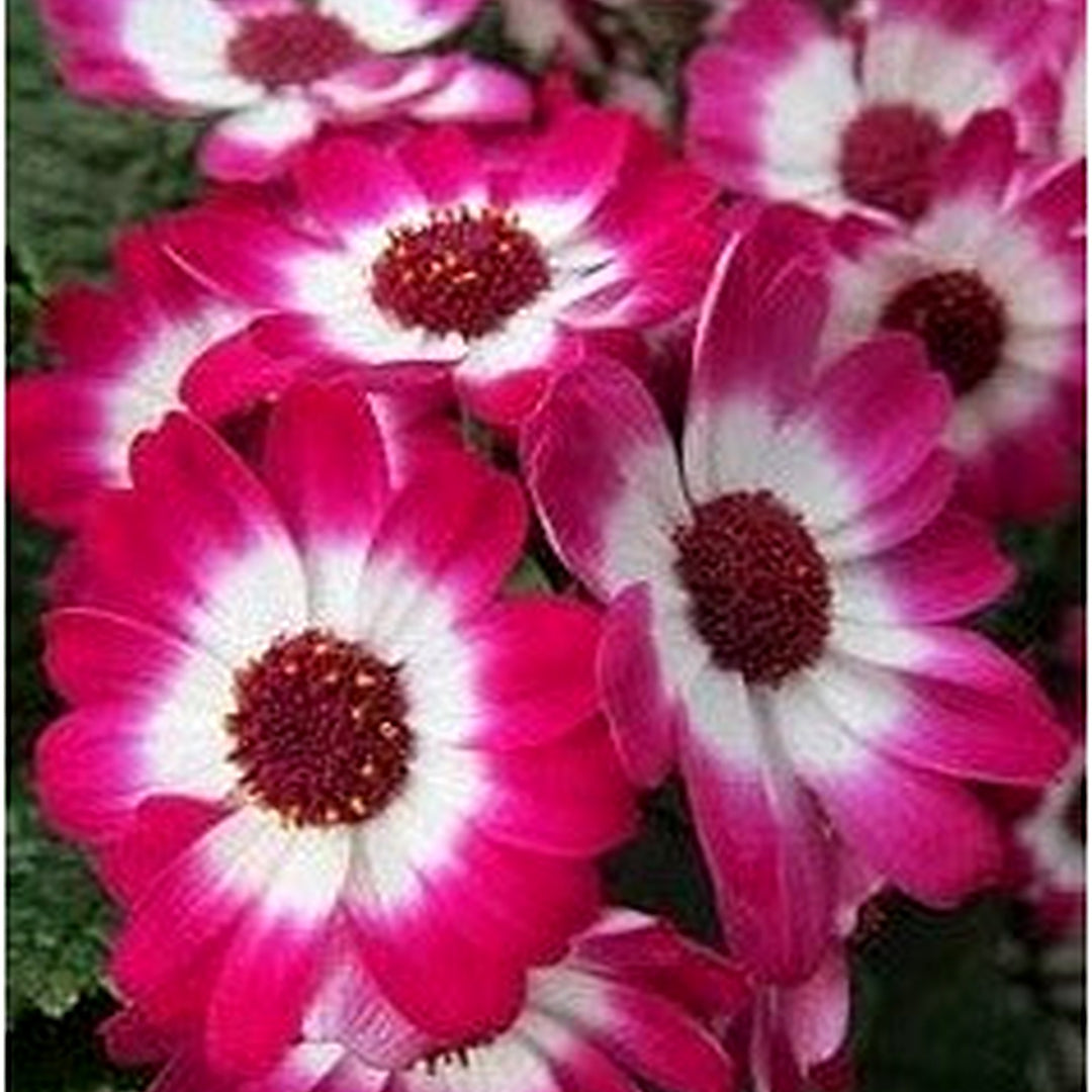 Heirloom Pink White Cineraria Flower Seeds for Planting, Non-GMO [neera-v5-684487749c41348d5106]