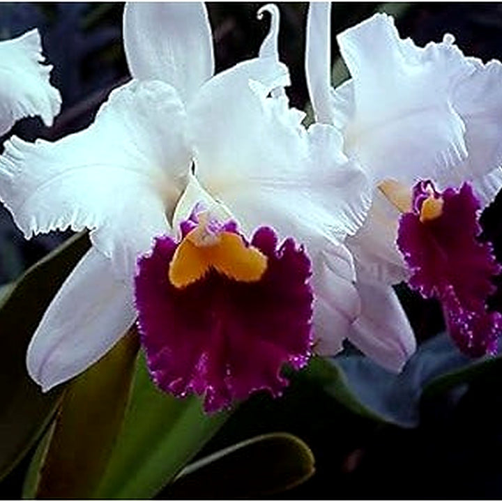 Cattleya Multicolor Orchid Seeds for Planting [neera-v5-684693bd6d10f5013394]