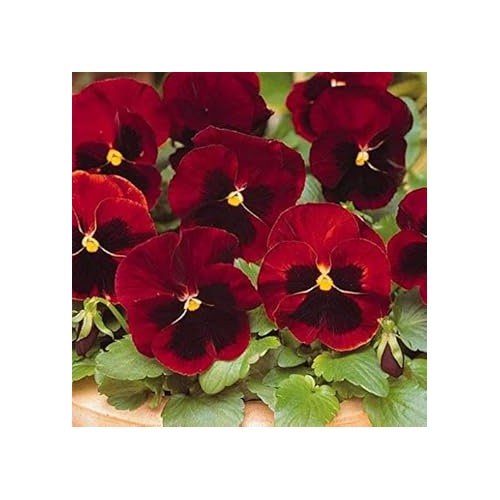 Dark Red Pansy Seeds for Planting [neera-v5-6847f1087ead554783b1]