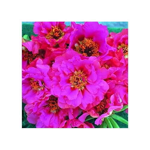 Pink Portulaca Rose Heirloom Non-GMO Seeds for Planting [neera-v5-685ccd68a5bf6f202e3d]