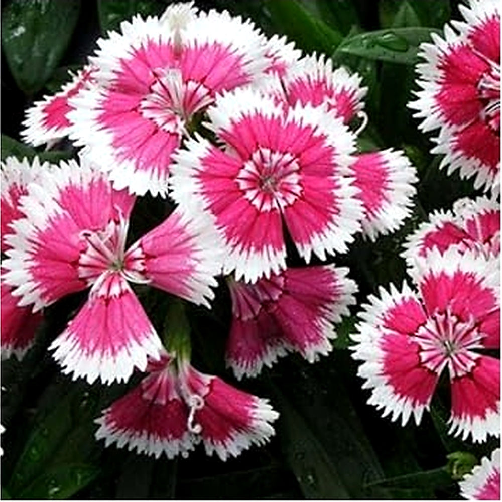 Organic Pink White Dianthus Flower Seeds for Planting [neera-v5-686023b1c02bc30b62bf]