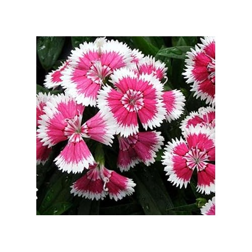 Organic Pink White Dianthus Flower Seeds for Planting [neera-v5-686023b1c02bc30b62bf]