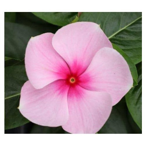 Heirloom Periwinkle (Vinca) Baby Pink Flower Seeds [neera-v5-686698a396ef45614c12]