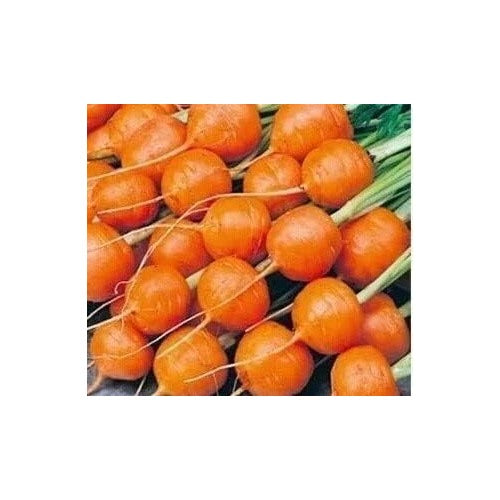 Orange Radish Seeds for Planting [neera-v5-686b100dccd4dffb1981]