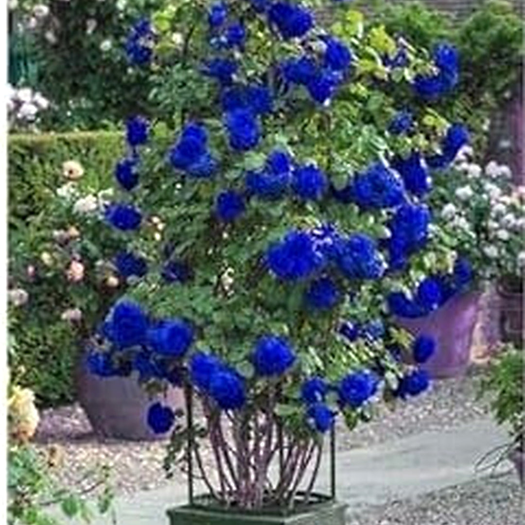 Heirloom Non-GMO Blue Rose Tree Flower Seeds [neera-v5-6872afbea0651489a86b]