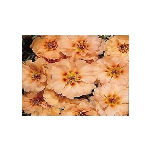 Cream Portulaca Flower Seeds for Planting | Heirloom Non-GMO High Germination Organic Garden Seeds [neera-v5-6875404ecdc7bd3f0d3a]