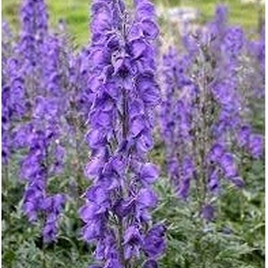 Heirloom Aconitum Flower Seeds for Garden Planting, Non-GMO, Monkshood Blooms for Borders [neera-v5-6875c9aed00b7bb49053]