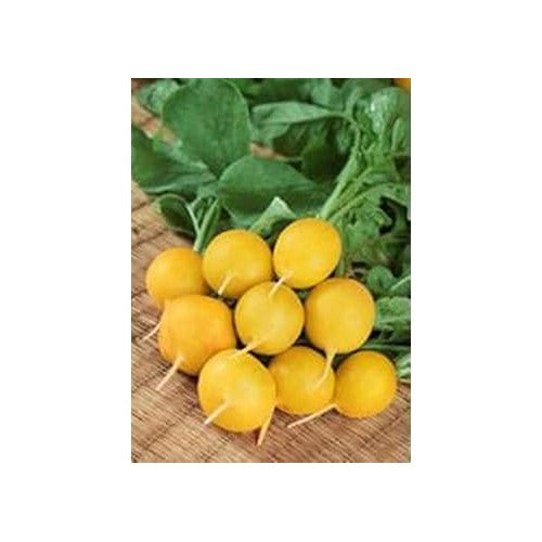 Heirloom Non-GMO Radish Seeds for Planting [neera-v5-6882946b74966bbe7cba]
