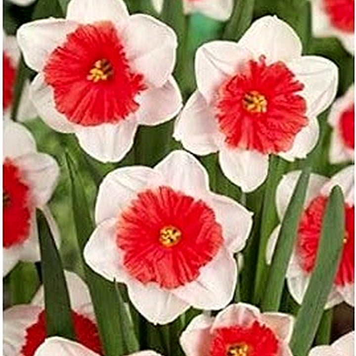 White Red Narcissus Flower Seeds for Planting [neera-v5-6884620fb837fc3458c5]