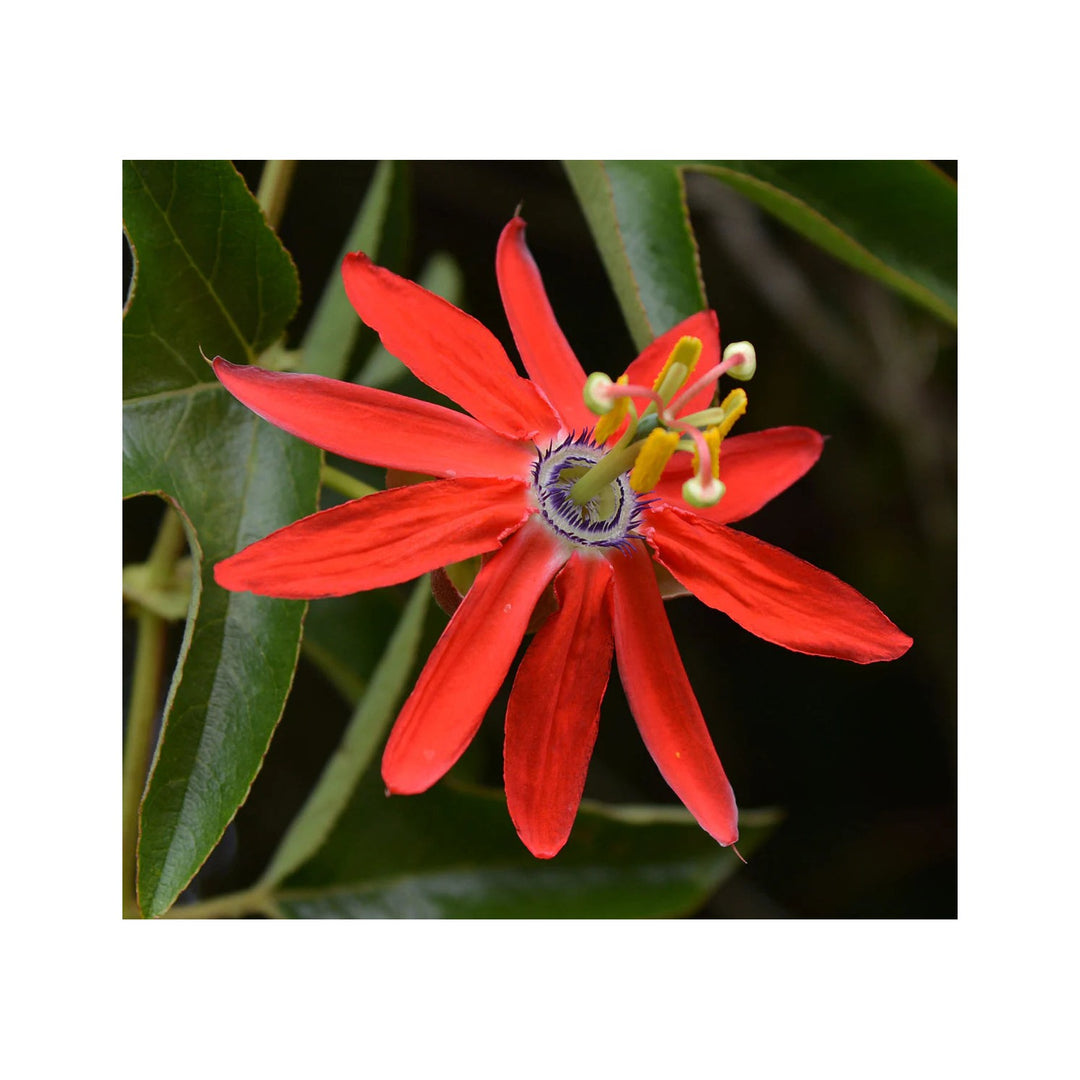Passiflora Coccinea Flower Heirloom Non Gmo Passion Vine Tropical Garden Planting Flower Seeds [neera-v5-688594c372ce61689bd4]