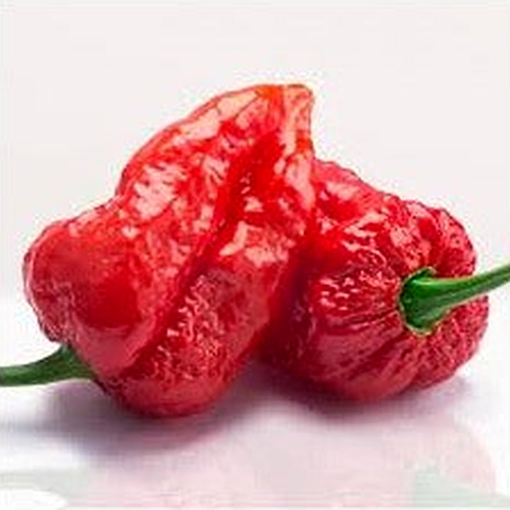 Bhut Jolokia Vegetable Seeds for Planting | Heirloom &amp; Non-GMO Organic Garden Seeds | High Germination [neera-v5-68890e4ba8d12b0c91d8]