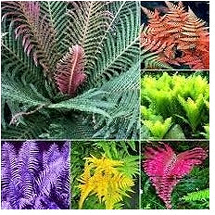 Mixed Color Fern Plant Seeds for Planting [neera-v5-688a4d46fab2ee4b71ad]