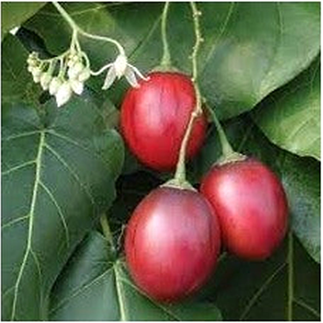 Tamarillo Seeds for Planting [neera-v5-688ff21bc9efd43a4c0b]