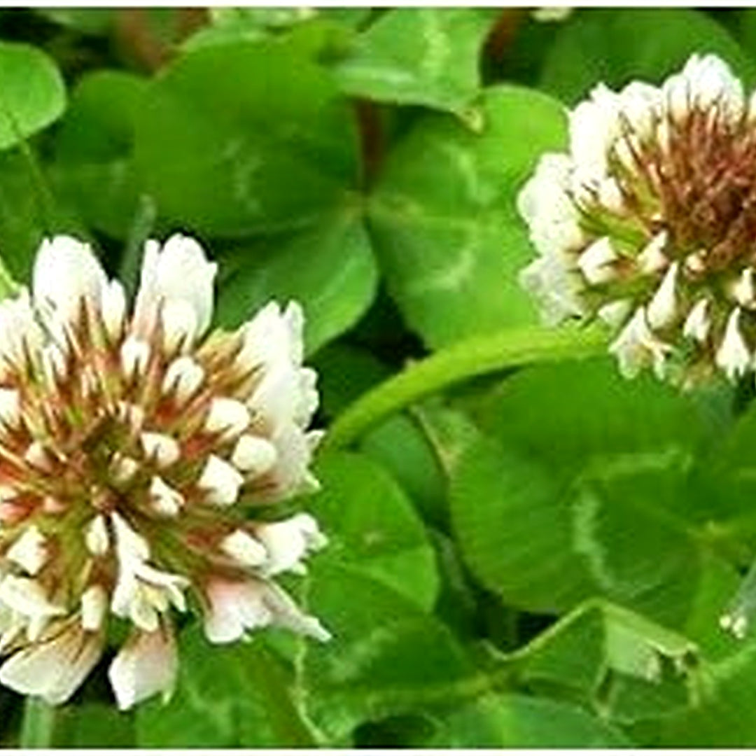 White Clover Herb Seeds [neera-v5-689046477265f328b366]