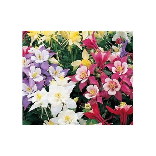 Heirloom Columbine Flower Seeds, Non-GMO, Unique Blooms for Shade Gardens [neera-v5-6891f9f06830a7988e95]