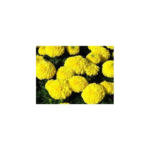 Chrysanthemum Marigold Flower Seeds for Planting [neera-v5-689df488f4e8f7a61cb4]