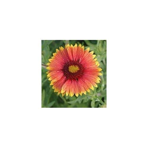 Indian Blanket Wildflower Seeds for Planting [neera-v5-68a1a05b6082f2ec6de0]