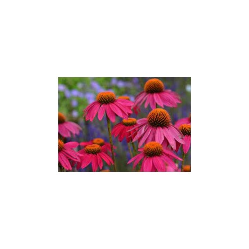 Echinacea Powwow Wild Berry Coneflower For Planting Heirloom Non Gmo Garden Flower Seeds for Home [neera-v5-68a3ad5d5572e3ad27ec]