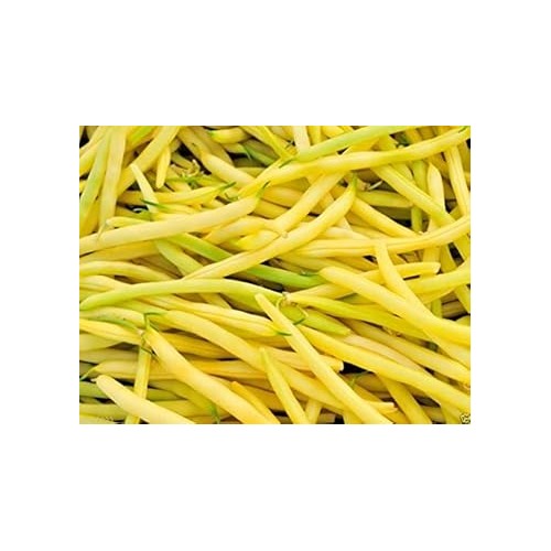 Yellow Bean Seeds for Planting [neera-v5-68a7257848cad82f5e5c]