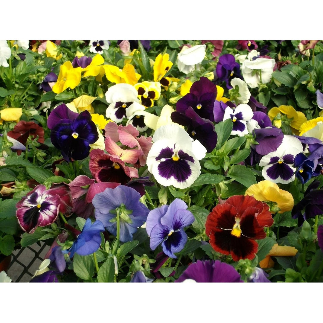 Heirloom Pansy Swiss Flower For Planting Non Gmo Flower Seeds for Home Garden Planting, Vibrant [neera-v5-68a958d4ffc817cdf702]