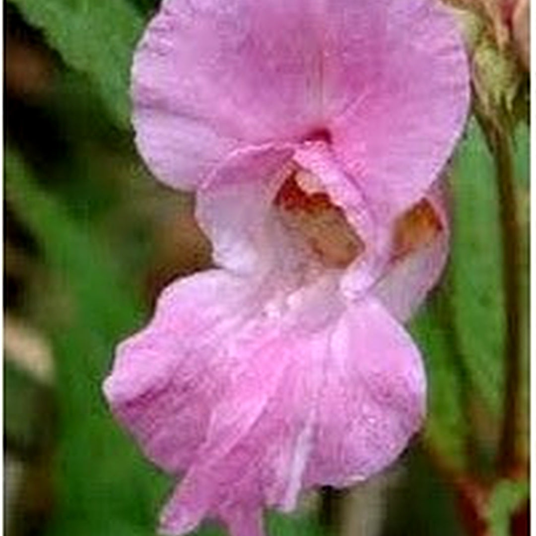 Baby Pink Balsam Flower Seeds [neera-v5-68bb6d2b8c07d56e60ec]