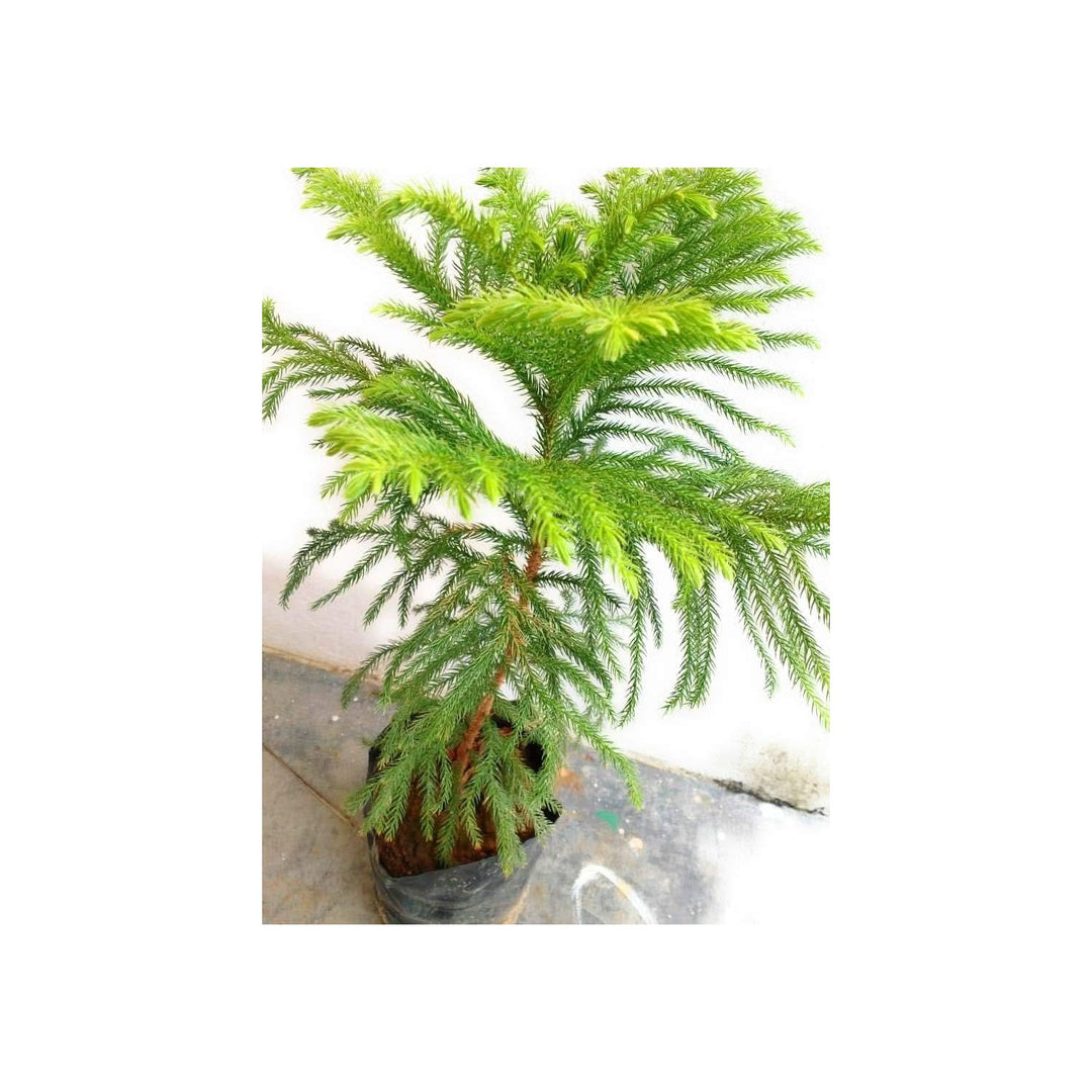 Heirloom Non Gmo Araucaria Flower For Planting Rare Evergreen Tree Flower Seeds for Home Garden [neera-v5-68dfaa5fd70f839a1ad3]