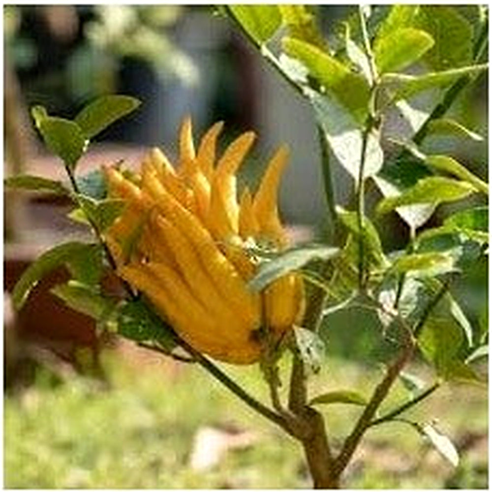Buddha's Hand Flower Seeds for Planting [neera-v5-68dfd1e0f793bbd9add4]