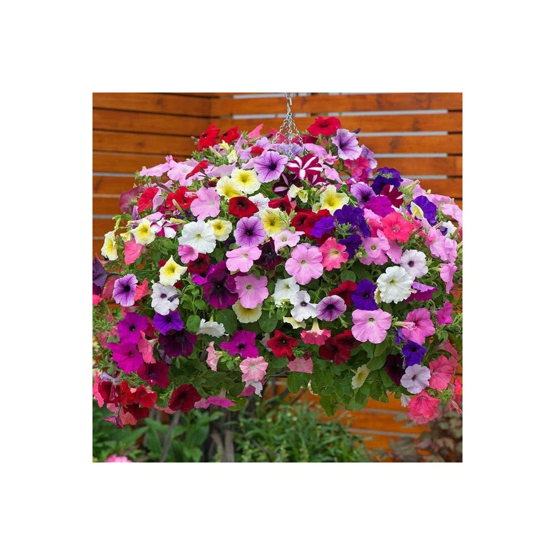 Petunia Petunia Hybrida Flower For Planting Mixed Shuttlecock Variety In Home Garden Flower Seeds [neera-v5-68ea7c5e3a978fe759fc]