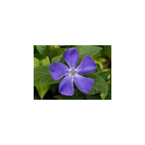 Vinca Periwinkle Flower Seeds for Planting [neera-v5-68f8d2350ea695296bf9]