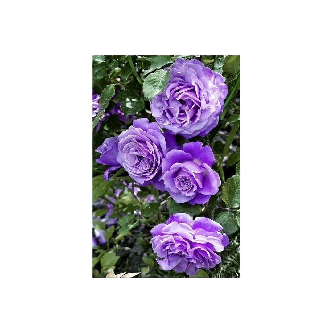 Lavender Heirloom Non Gmo Rose Flower For Planting Fragrant Romantic Garden Blooms Flower Seeds for [neera-v5-68fbee28471acc1b9fcd]