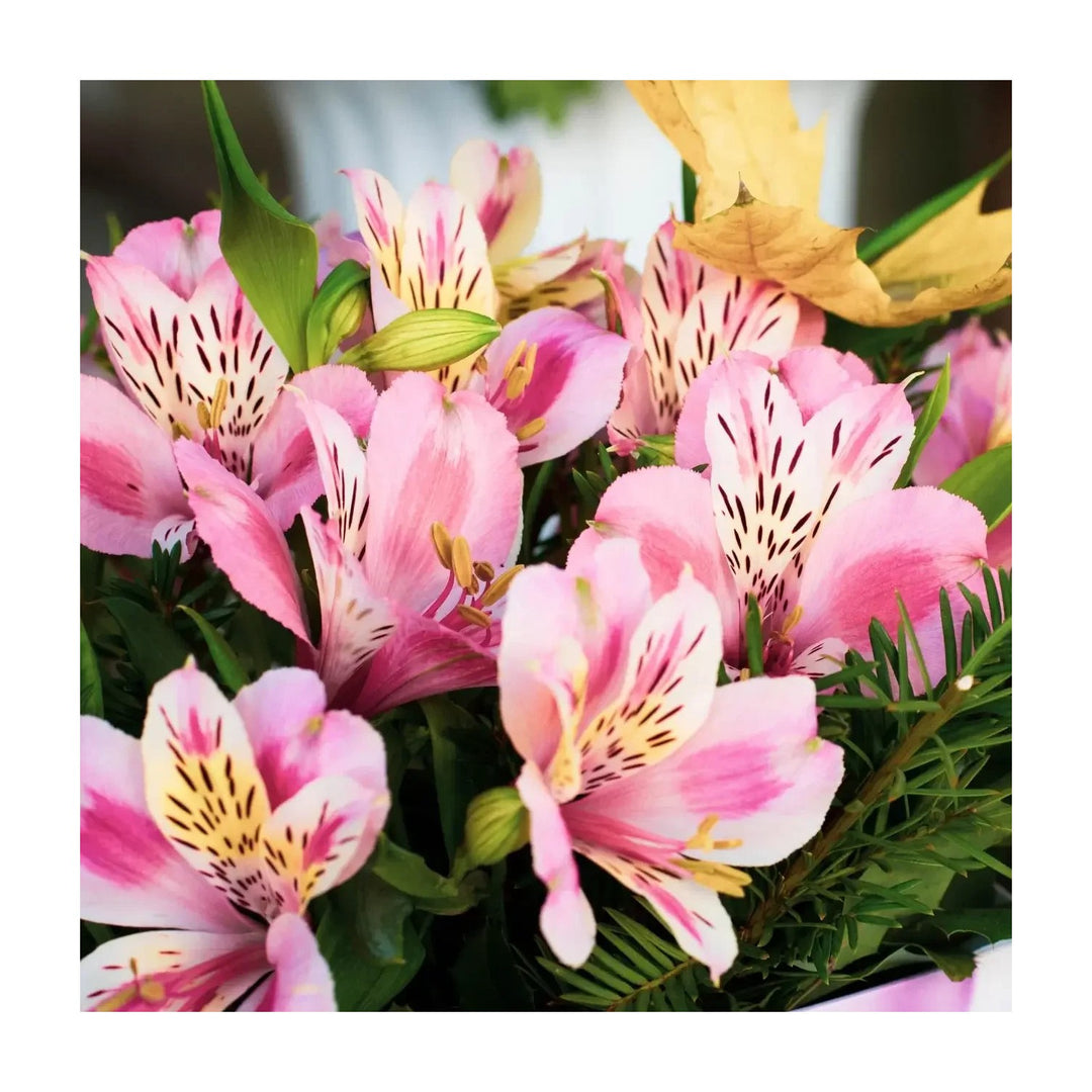Heirloom Non Gmo Alstroemeria Flower Planting Exotic Peruvian Lily Garden Blooms Flower Seeds [neera-v5-68ff752102ab5e21cef4]