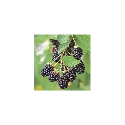 Dewberry Blackberry Seeds for Planting [neera-v5-6900526ec7f1538f536e]