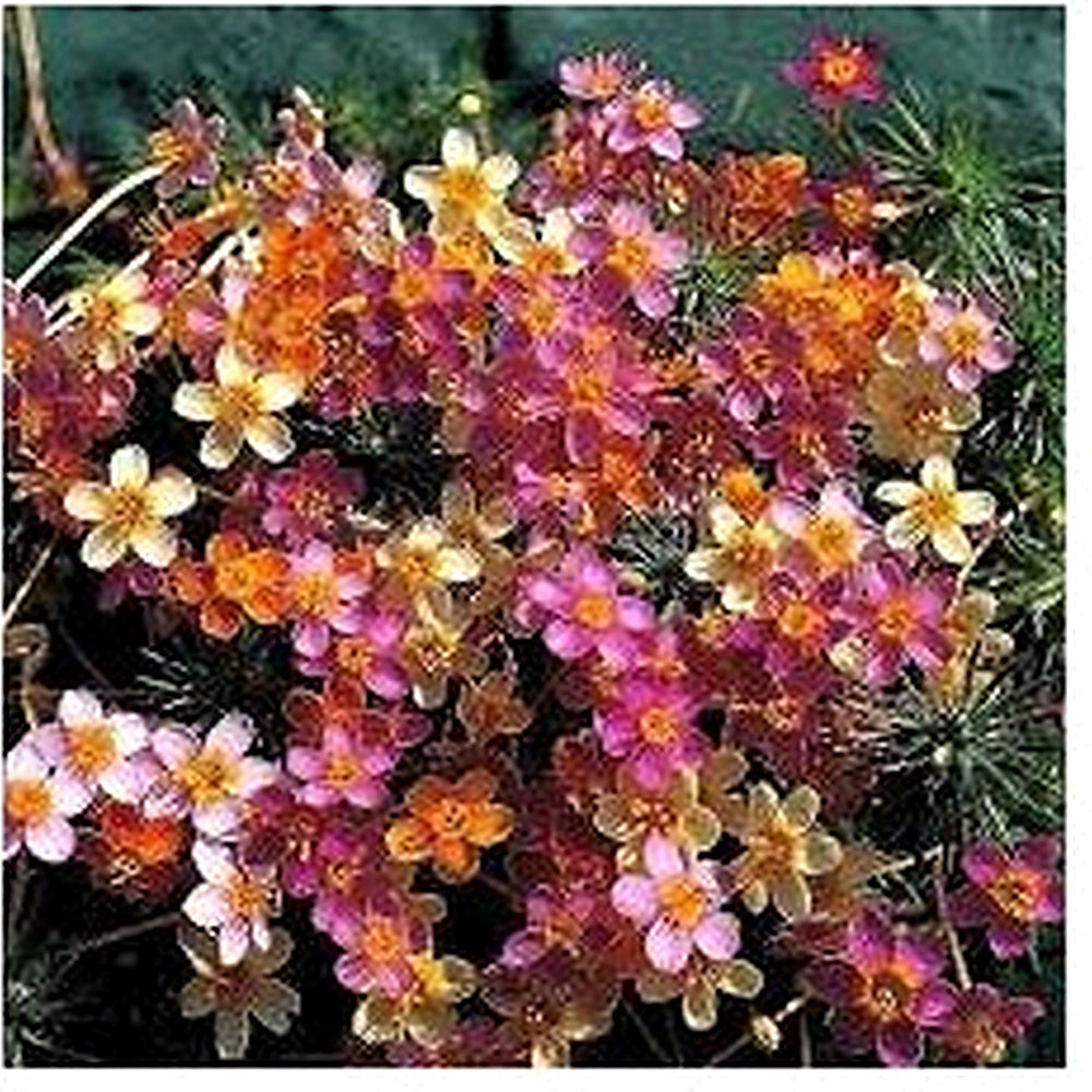 Mix Leptosiphon Flower Seeds for Planting [neera-v5-6905f6f34b451d1b9457]