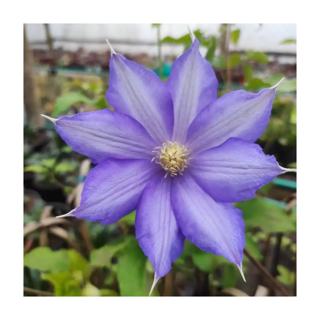 Clematis Clematis Vitalba Flower Bulbs For Planting In Vertical Garden Or Backyard Trellis Setups [neera-v5-6911882ce2cafc33da88]