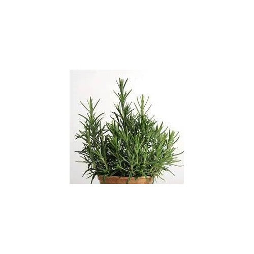 Rosemary Seeds for Planting [neera-v5-69194704acfc22da0a38]