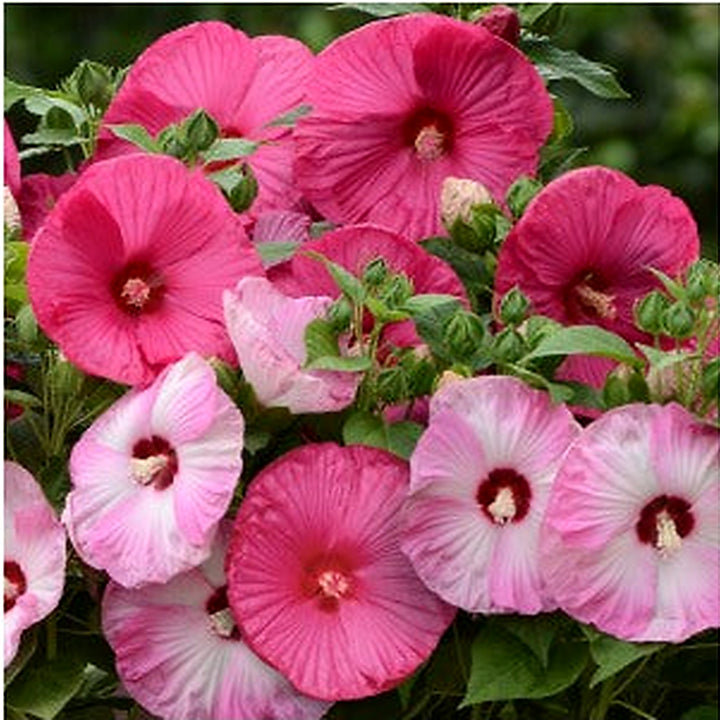 Mixed Luna Hibiscus Moscheutos Flower Seeds for Planting [neera-v5-691bb495728904dc0a84]