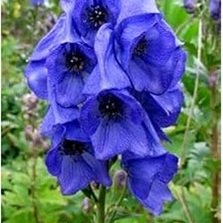 Monkshood Flower Seeds for Planting, 100 pcs [neera-v5-691c73372ef8a8c11d10]