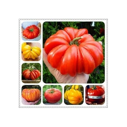 Multi-Color Big Tomato Seeds for Planting [neera-v5-691d8b6a0b57ffda940b]