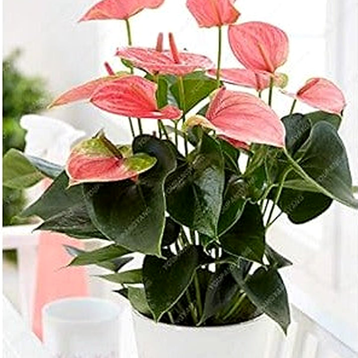 Anthurium Andraeanum Mixed Flower Seeds [neera-v5-692038b97e04ab0e3c67]