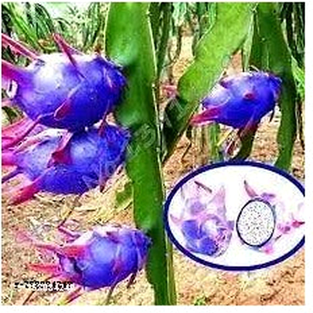 Blue Pitaya Fruit Seeds for Planting [neera-v5-69228a586175bde57feb]