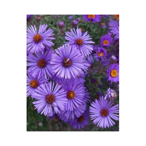 Purple New England Aster Perennial Heirloom Usa Non Gmo Flower Seeds Home Garden Planting, [neera-v5-692be4c3228733ea32d2]