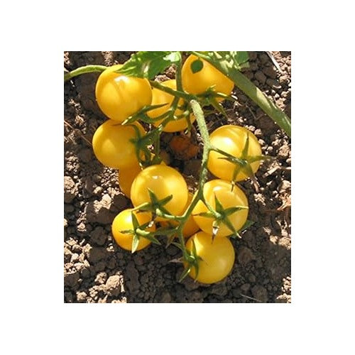 Yellow Cherry Tomato Vegetable Seeds for Planting [neera-v5-693515de1354815bf014]