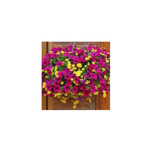 Mixed Hanging Petunia Flower Seeds for Planting [neera-v5-693e7628b09c5f44b23f]