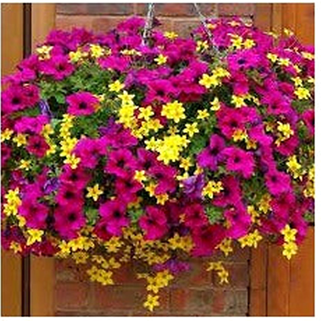 Mixed Hanging Petunia Flower Seeds for Planting [neera-v5-693e7628b09c5f44b23f]
