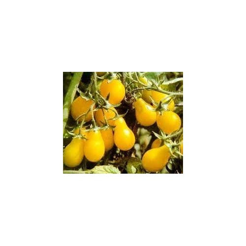 Pear Tomato Vegetable Seeds for Planting [neera-v5-6946dfb62b8cedbcccbe]
