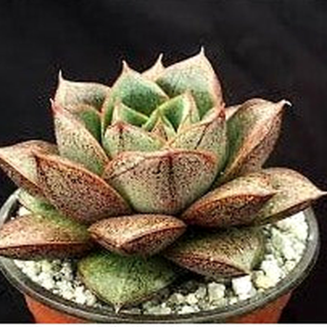 Heirloom Green Red Succulent Flower Seeds for Planting | Non-GMO Organic Garden Seeds | High Germination Unique Blooms [neera-v5-694880b1314980018464]