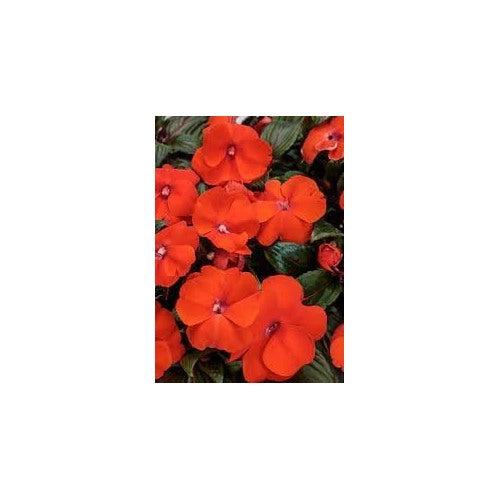 Orange Impatiens Flower Seeds for Planting [neera-v5-694badb00d53367167bf]