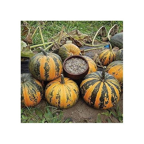 Kakai Hull-Less Pumpkin Fruit Seeds for Planting [neera-v5-69692cb78361da2003f2]