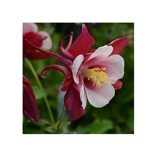 Heirloom Non-GMO Burgundy Columbine Flower Seeds for Planting [neera-v5-6969560e239c8bbb2d90]