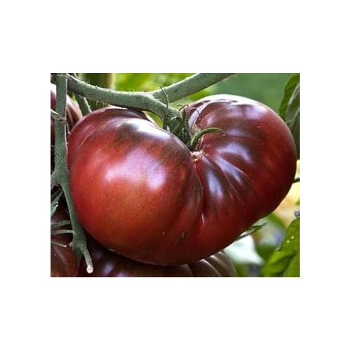 Dwarf Chocolate Tomato Seeds for Planting [neera-v5-696a61a735bbeec69e12]